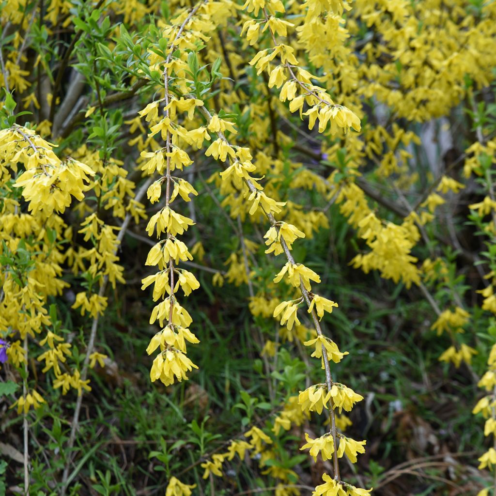Forsizia - Forsythia suspensa Aurea