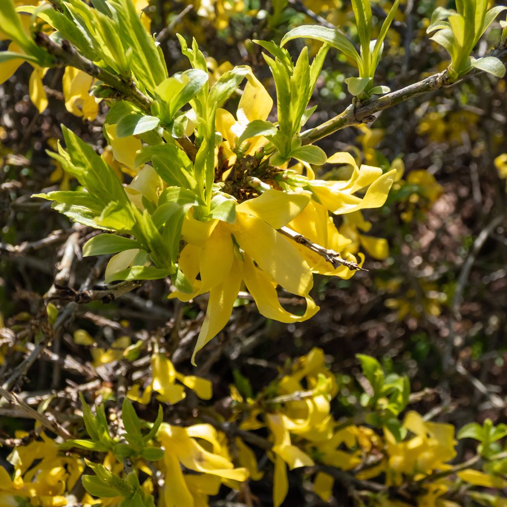 Forsizia - Forsythia suspensa Aurea