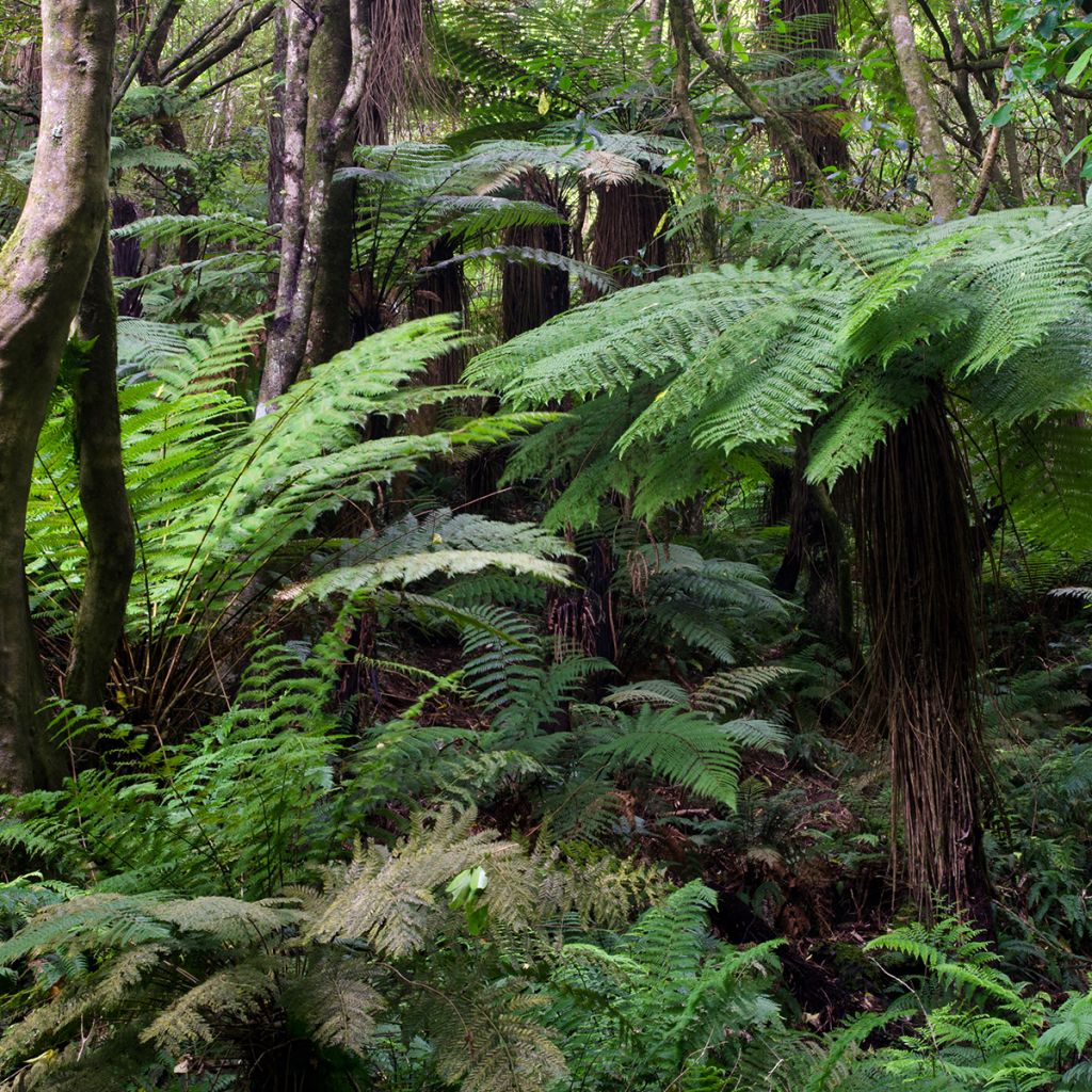 Dicksonia fibrosa - Felce arborea dorata