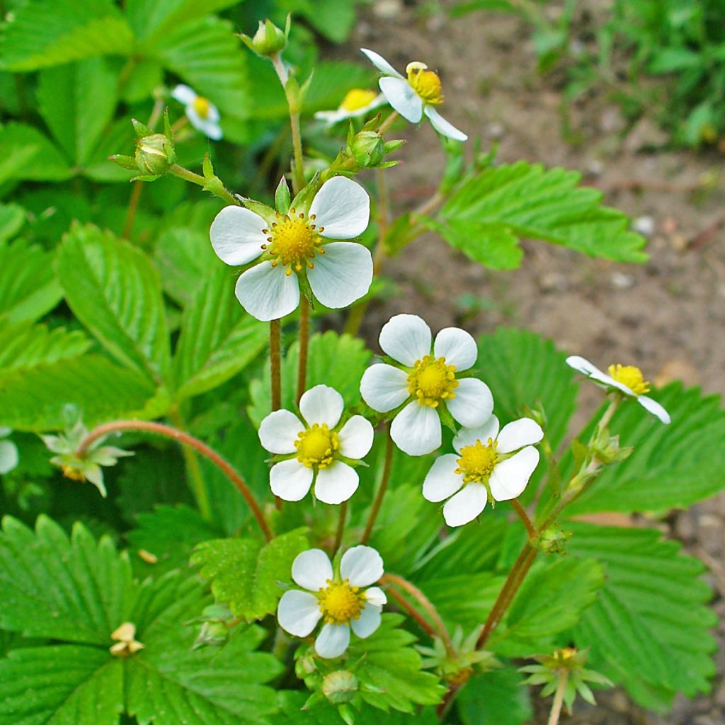 Fragola di bosco