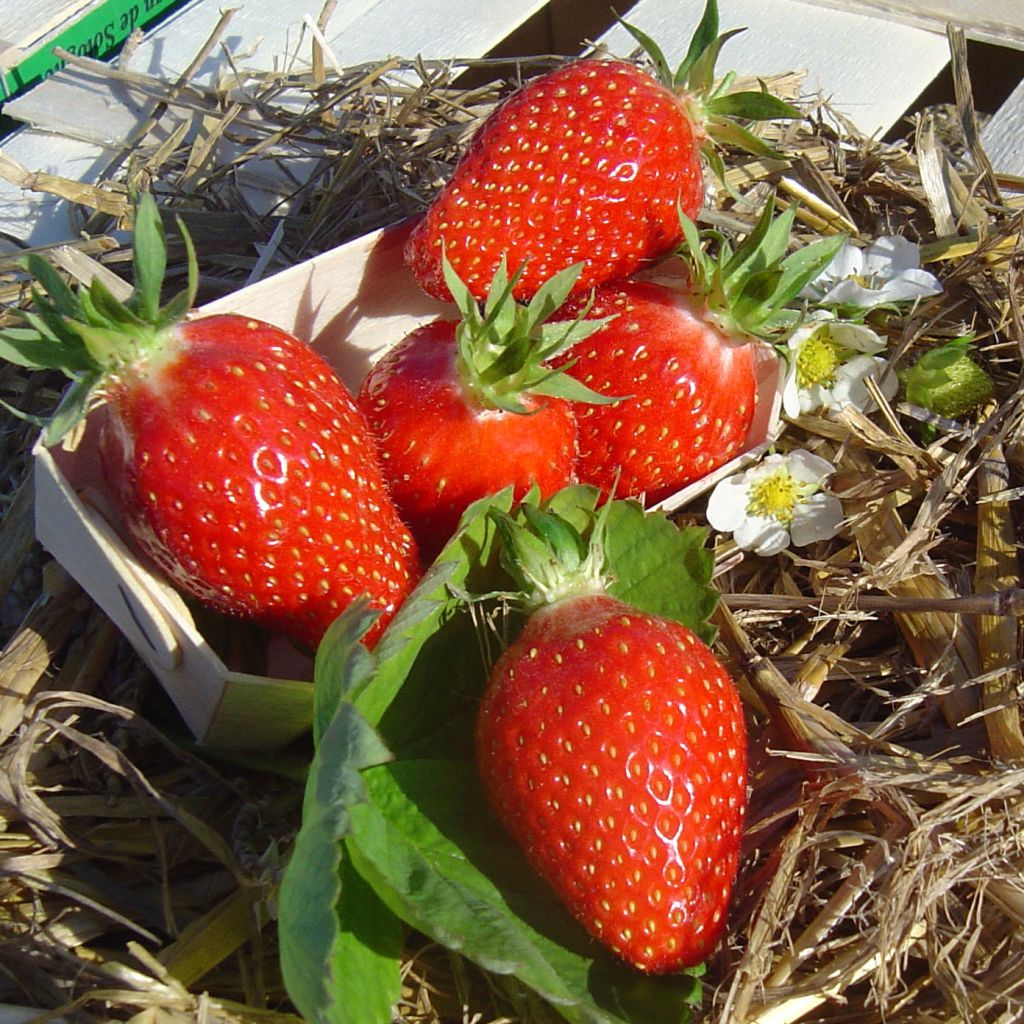 Fragola Gariguette