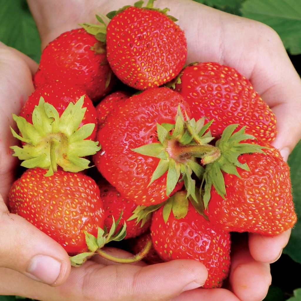 Fragola Magnum