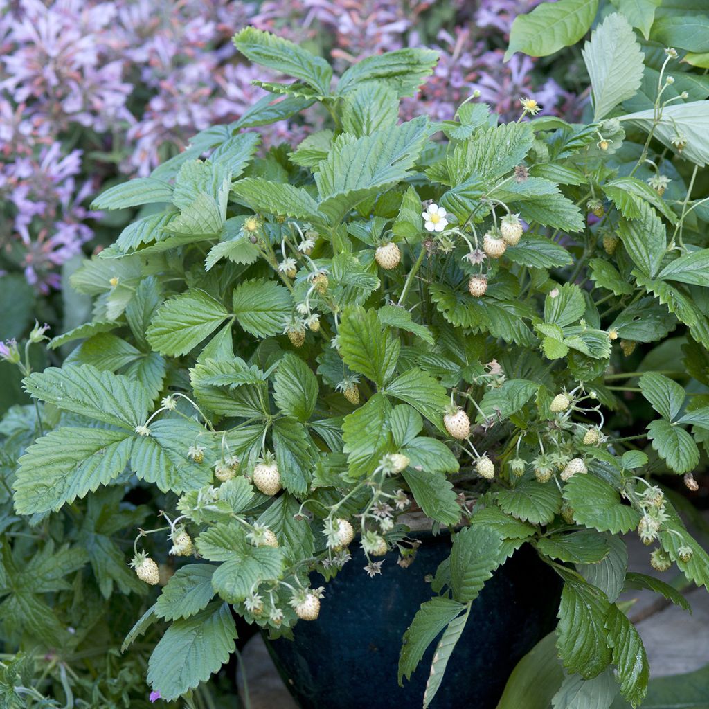 Fragola Yellow Wonder