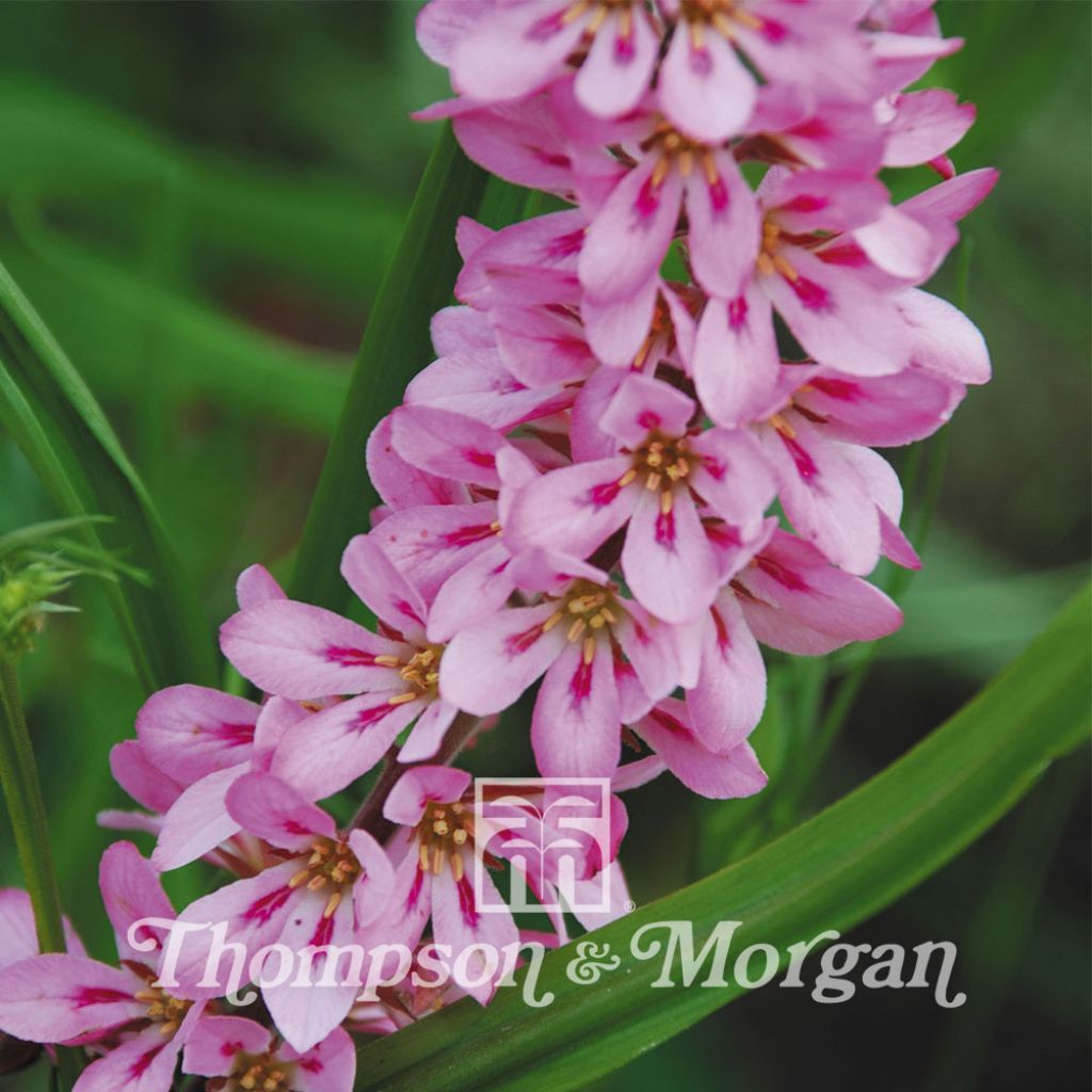 Francoa Sonchifolia Pink Giant