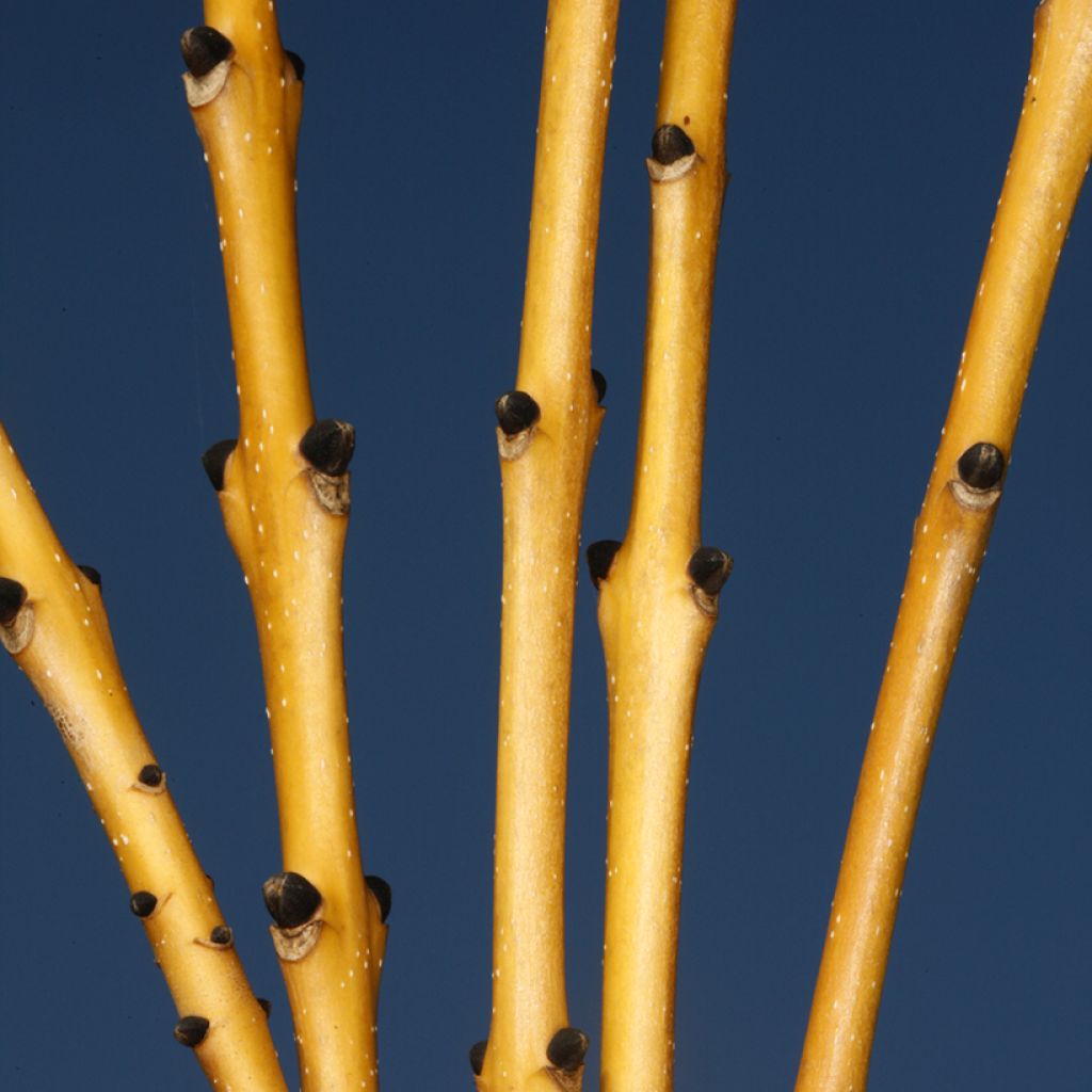 Fraxinus excelsior Allgold - Frassino maggiore