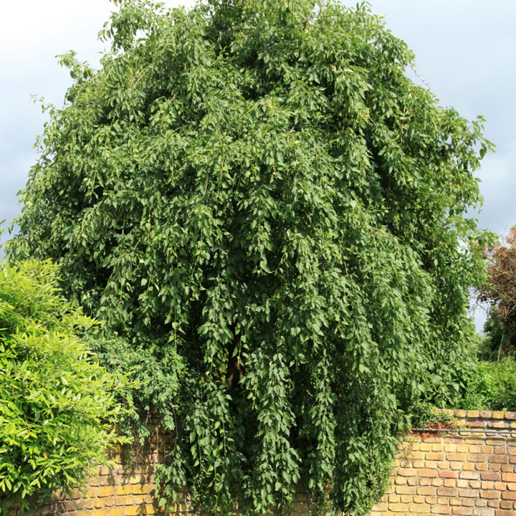 Fraxinus excelsior Heterophylla Pendula - Frassino maggiore
