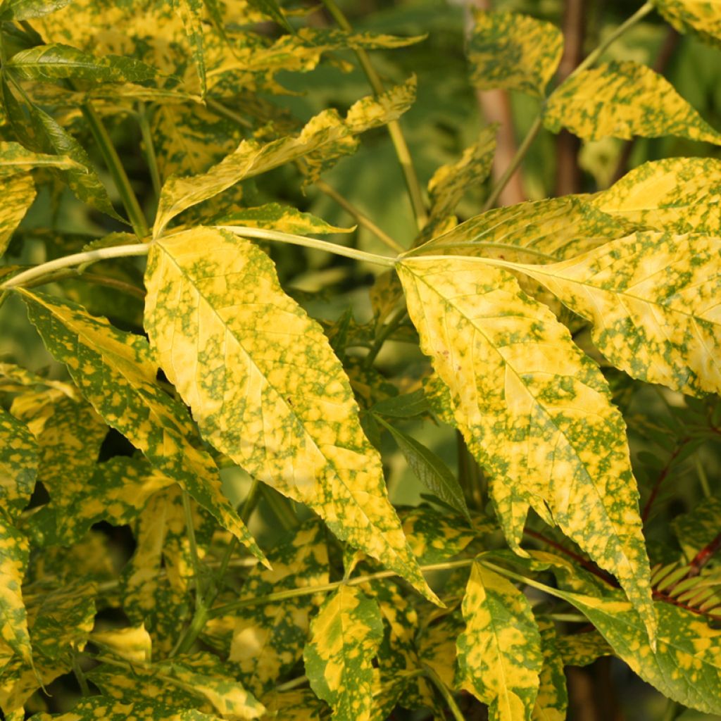 Fraxinus pennsylvanica Aucubifolia