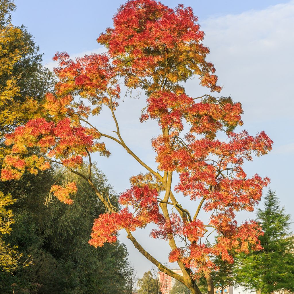 Fraxinus angustifolia Raywood