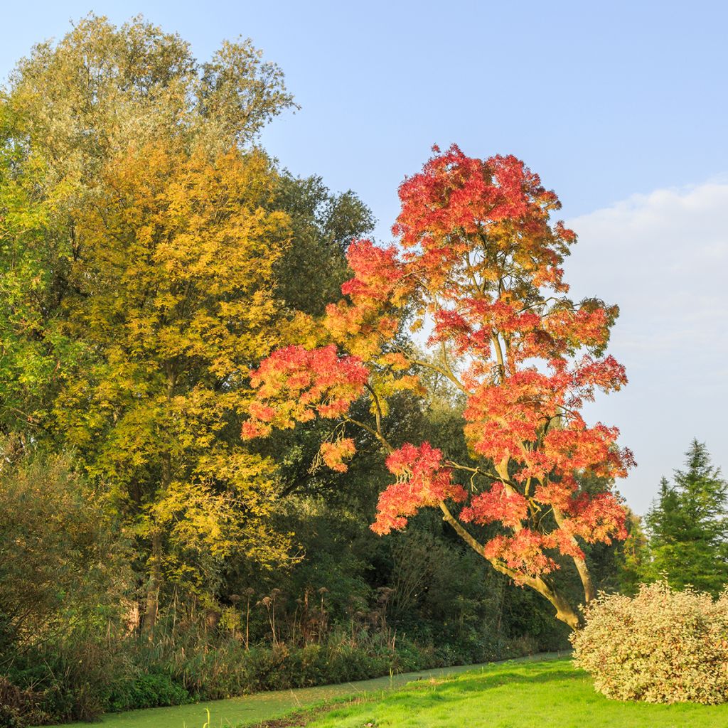Fraxinus angustifolia Raywood