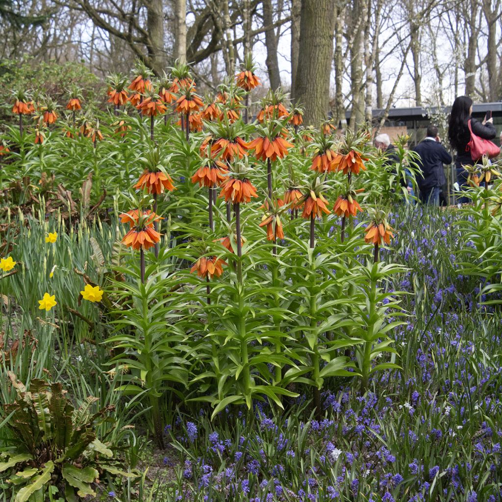 Fritillaria imperialis Orange Beauty - Corona imperiale