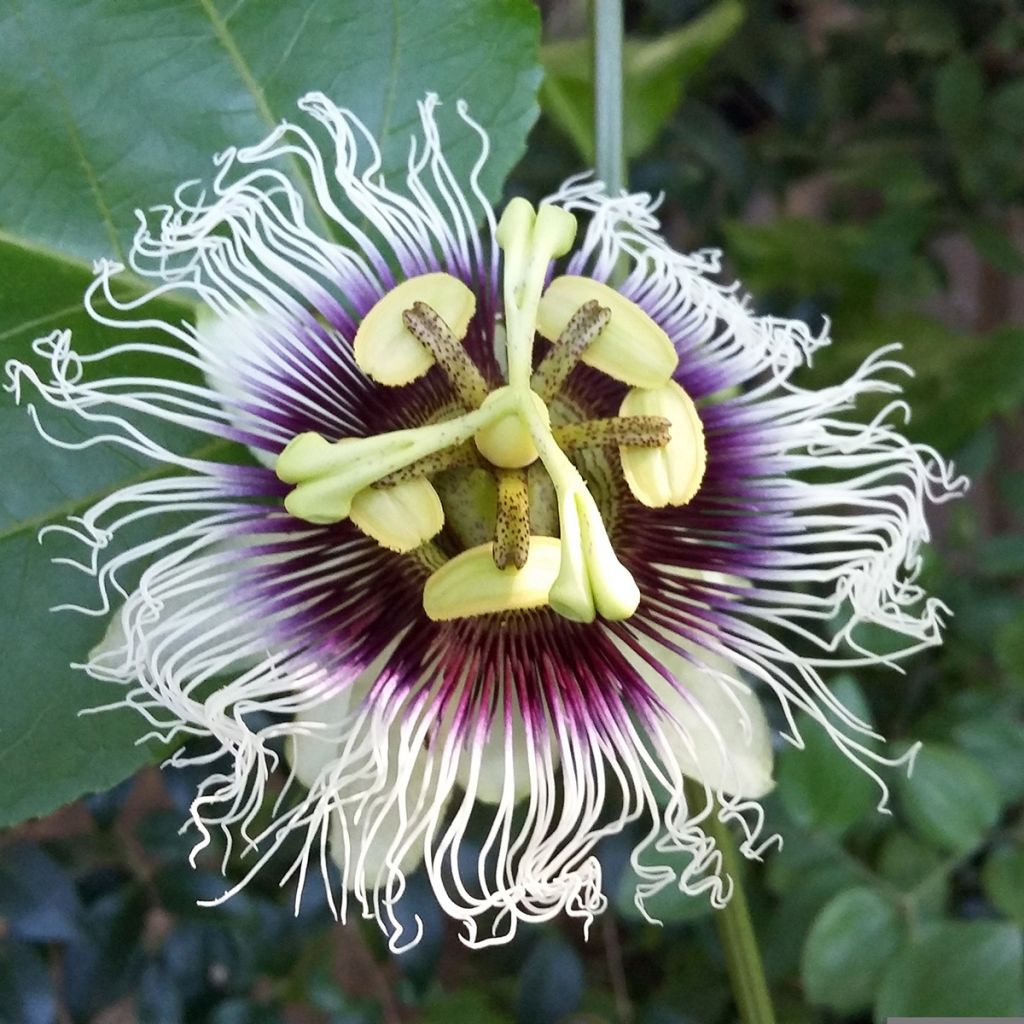 Passiflora edulis - Maracujá