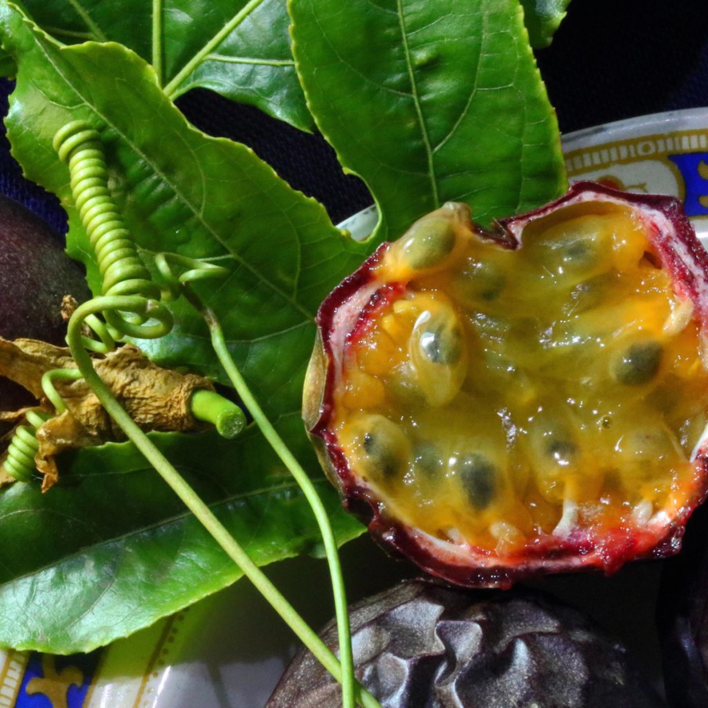 Passiflora edulis - Maracujá