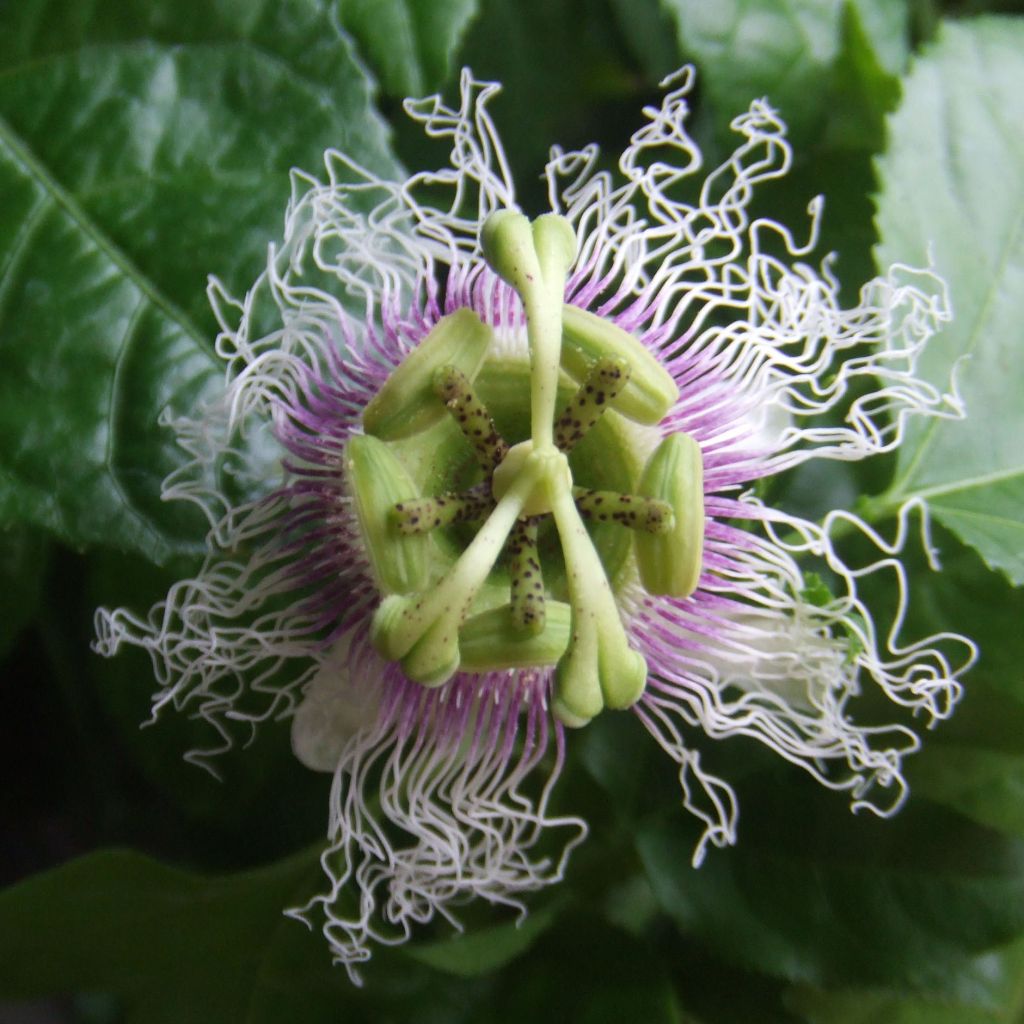 Passiflora edulis - Maracujá