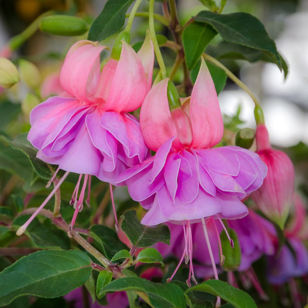 Fuchsia Bernadette - Fucsia