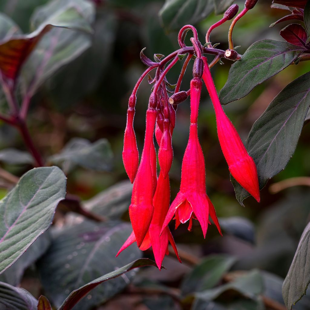 Fuchsia triphylla Bush Gartenmeister Bonstedt - Fucsia