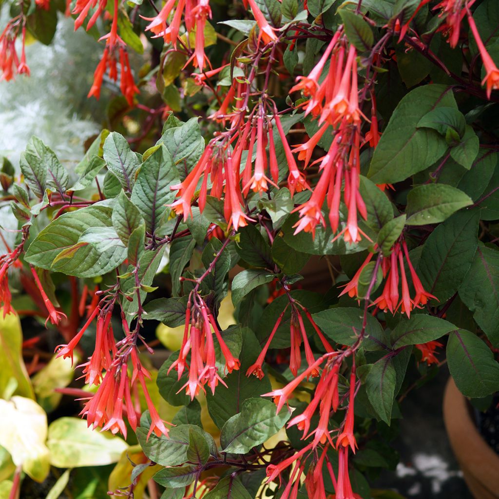 Fuchsia triphylla Bush Gartenmeister Bonstedt - Fucsia