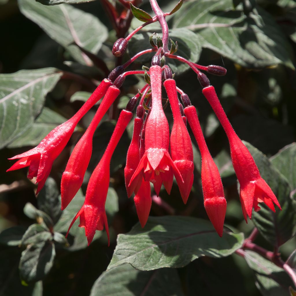 Fuchsia triphylla Bush Gartenmeister Bonstedt - Fucsia