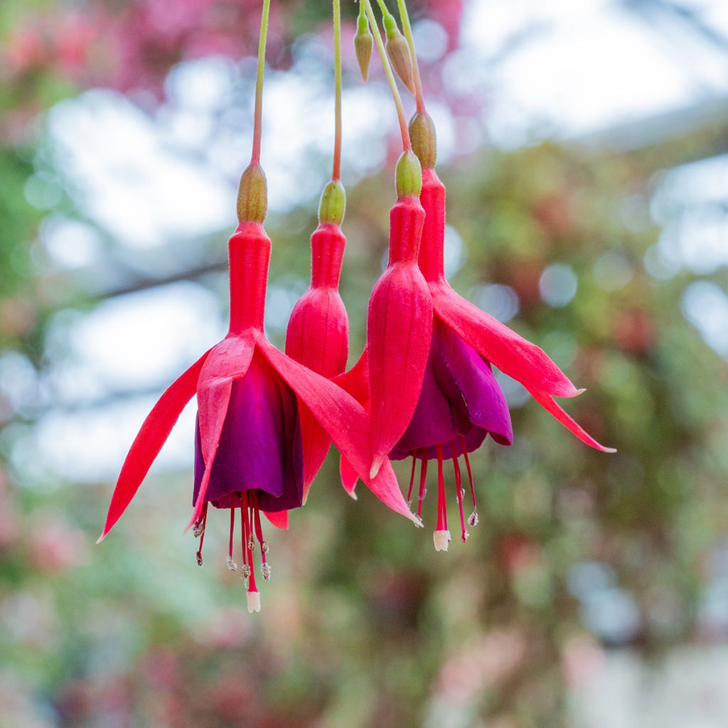 Fuchsia magellanica Genii - Fucsia