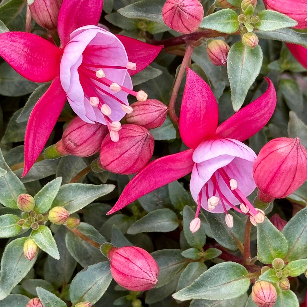 Fuchsia Heidi Ann - Fucsia