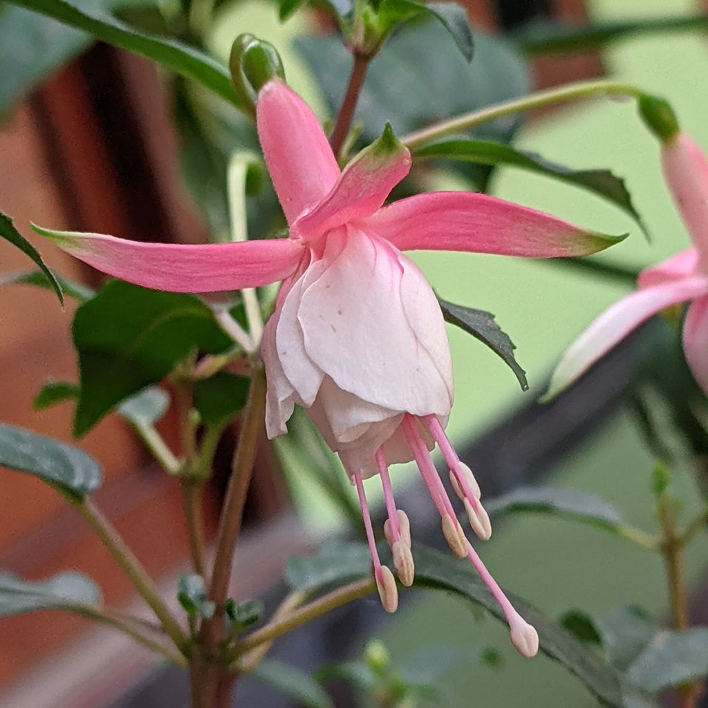 Fuchsia Summermelody Sunantonio Pink-White - Fucsia