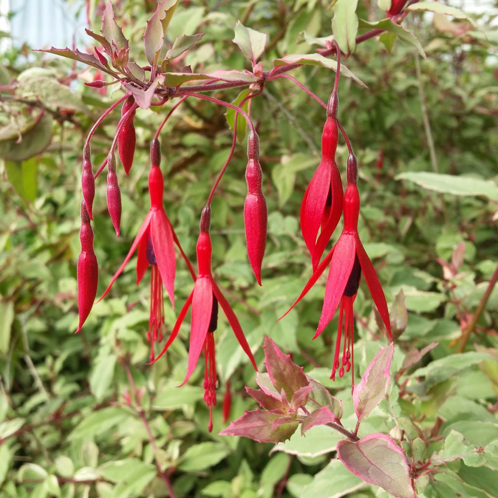 Fuchsia magellanica Versicolor - Fucsia