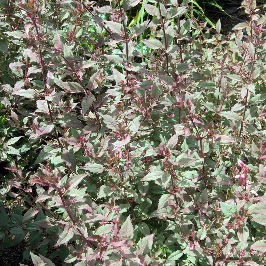Fuchsia magellanica Versicolor - Fucsia