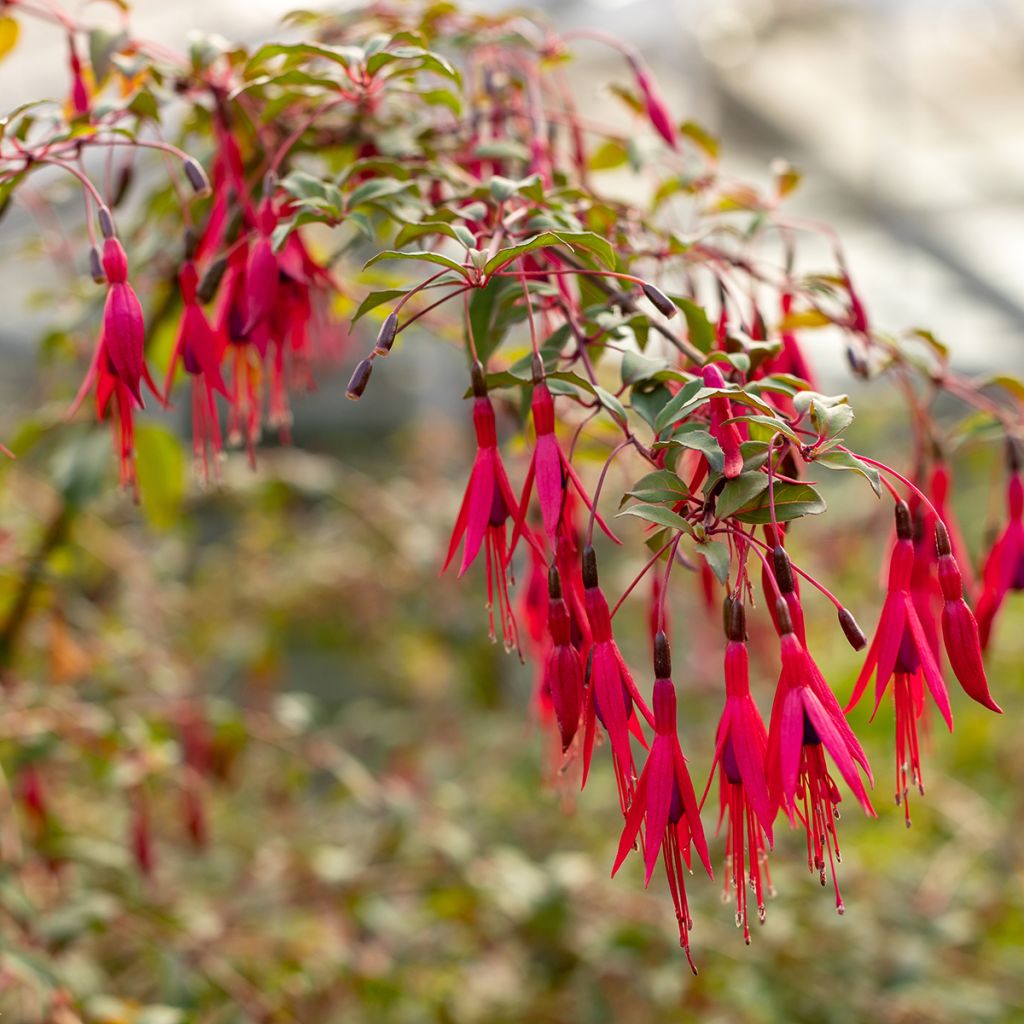 Fuchsia regia Regal - Fucsia