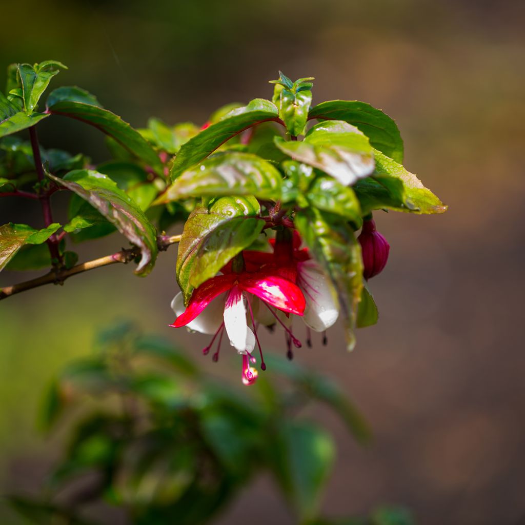 Fuchsia Mme Cornelissen - Fucsia