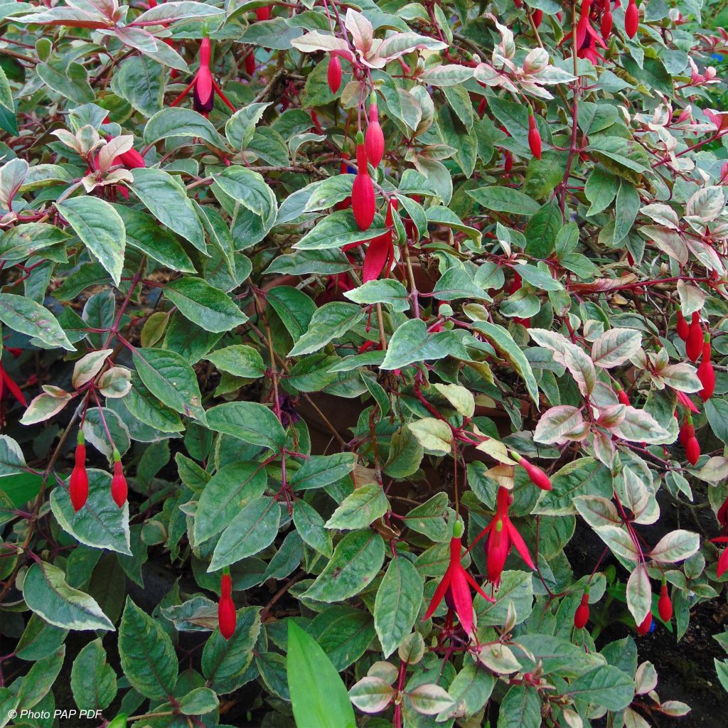 Fuchsia Tom West - Fucsia