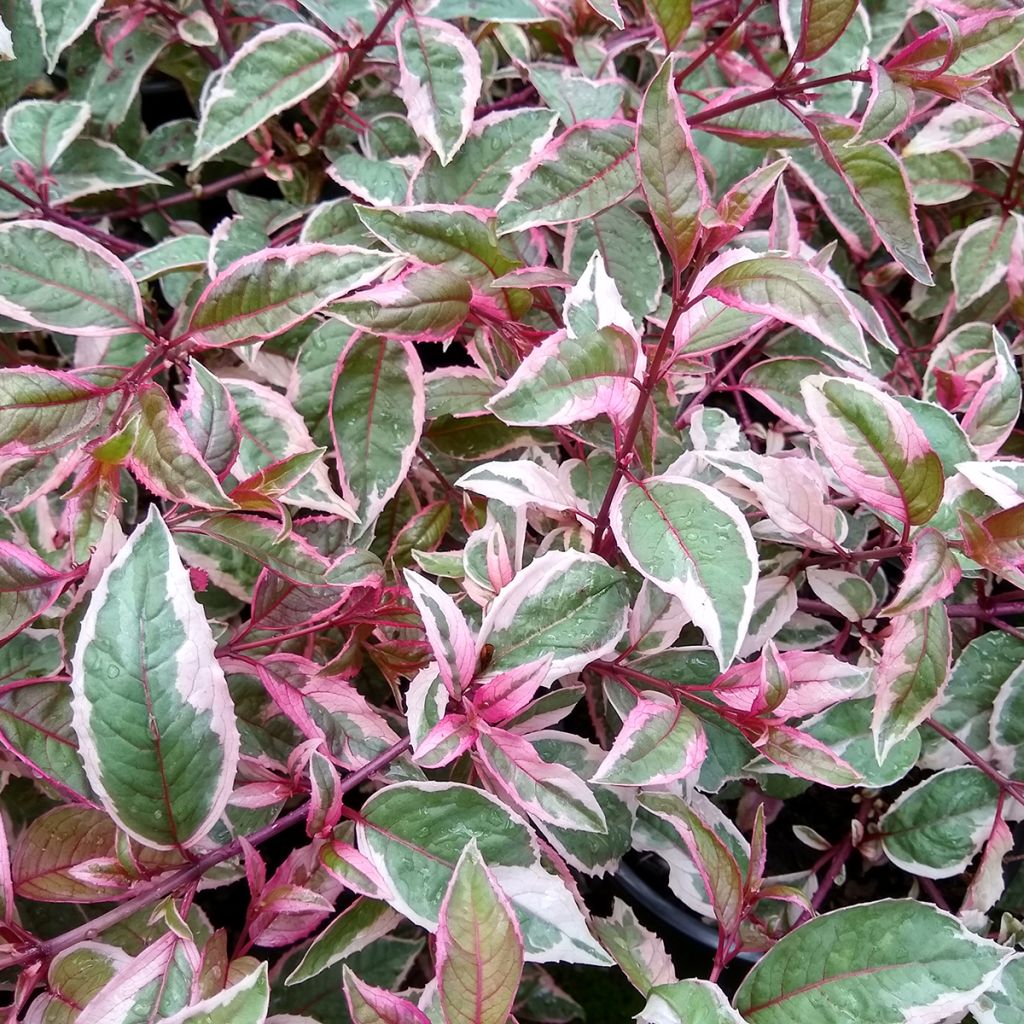 Fuchsia Tom West - Fucsia