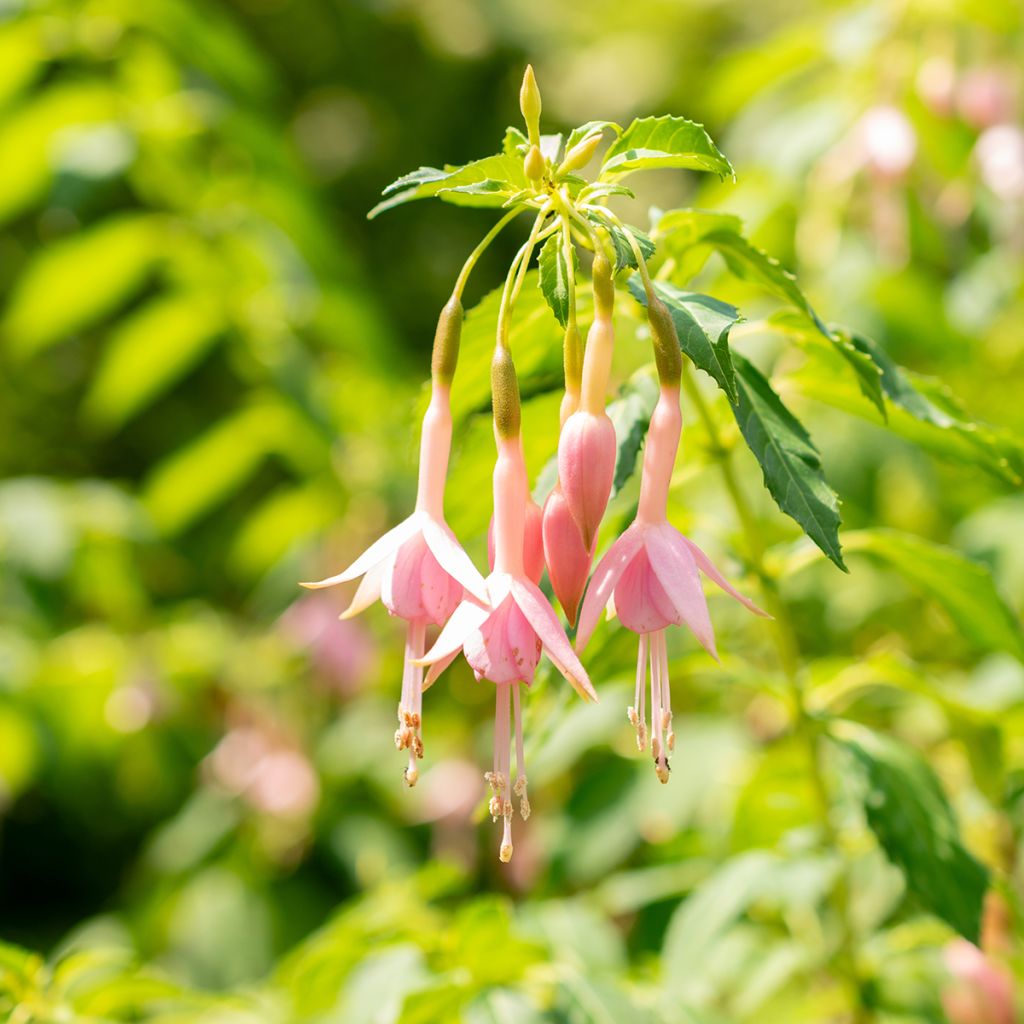 Fuchsia Whiteknights Pearl - Fucsia
