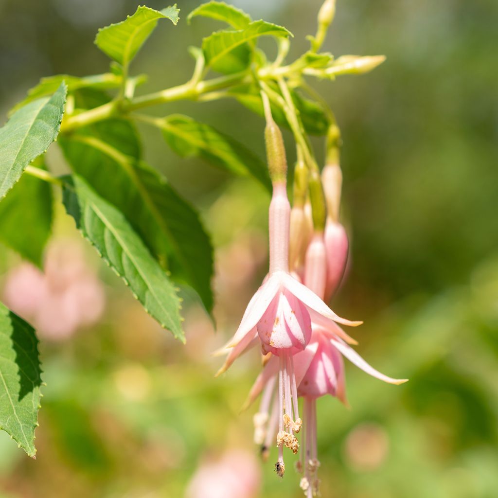 Fuchsia Whiteknights Pearl - Fucsia