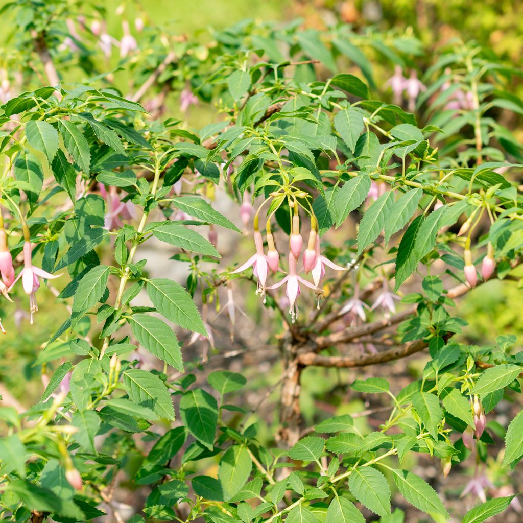 Fuchsia Whiteknights Pearl - Fucsia