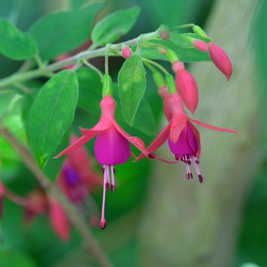 Fuchsia alpestris - Fucsia
