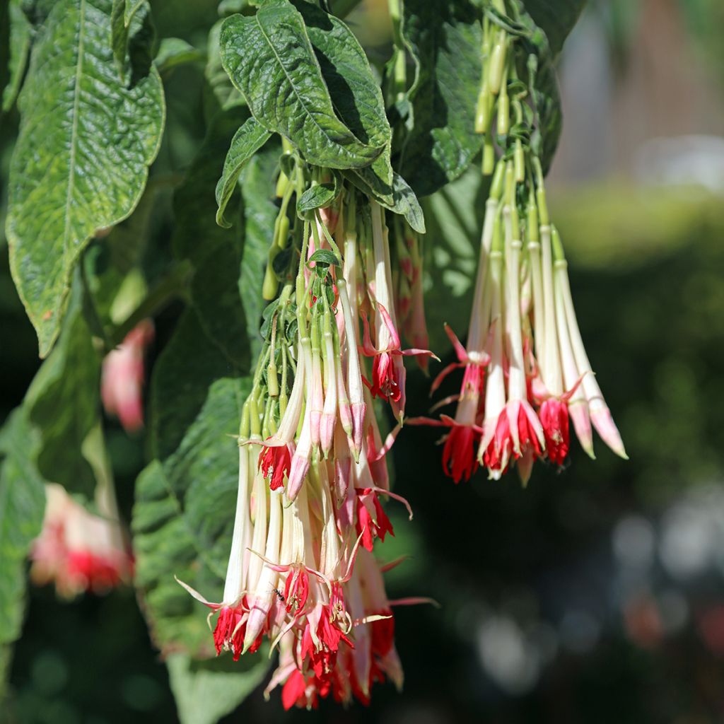 Fuchsia boliviana Alba - Fucsia
