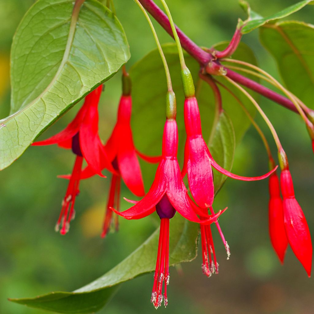 Fuchsia hatschbachii - Fucsia di Hatschbach