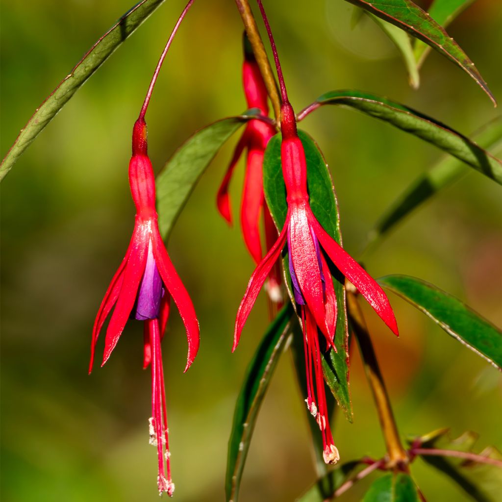 Fuchsia hatschbachii - Fucsia di Hatschbach