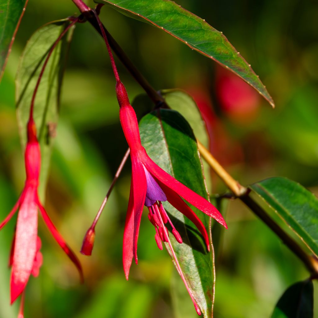 Fuchsia hatschbachii - Fucsia di Hatschbach