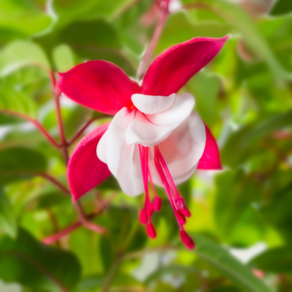 Fuchsia Snow Cap - Fucsia