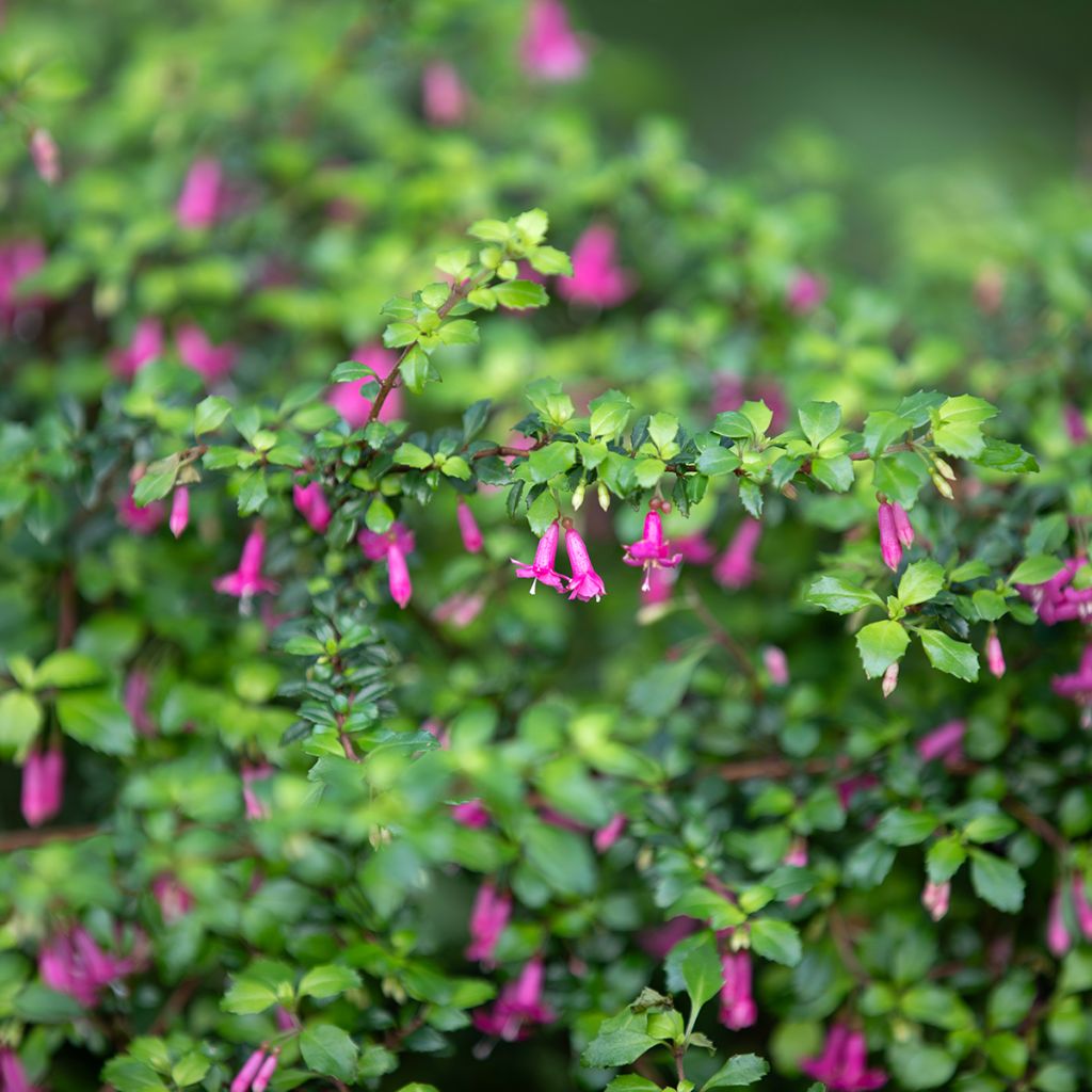 Fuchsia microphylla subsp. microphylla - Fucsia