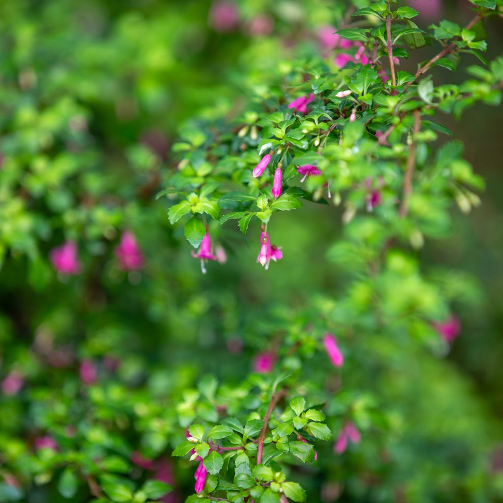 Fuchsia microphylla subsp. microphylla - Fucsia