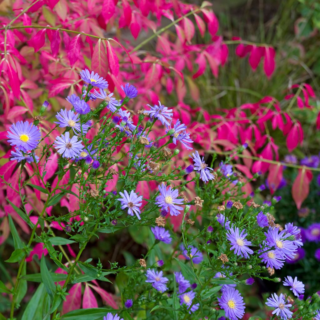 Euonymus alatus - Evonimo alato