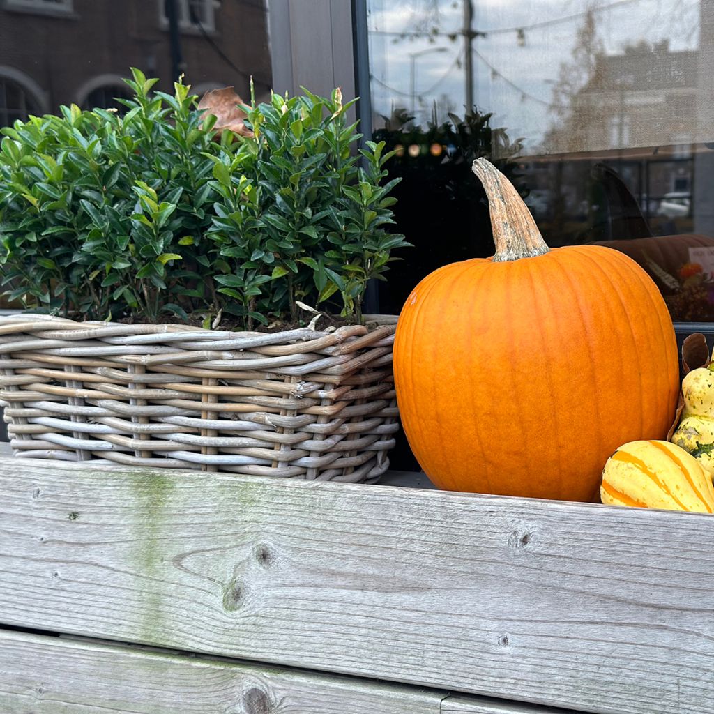 Fusaria giapponese Green Spire