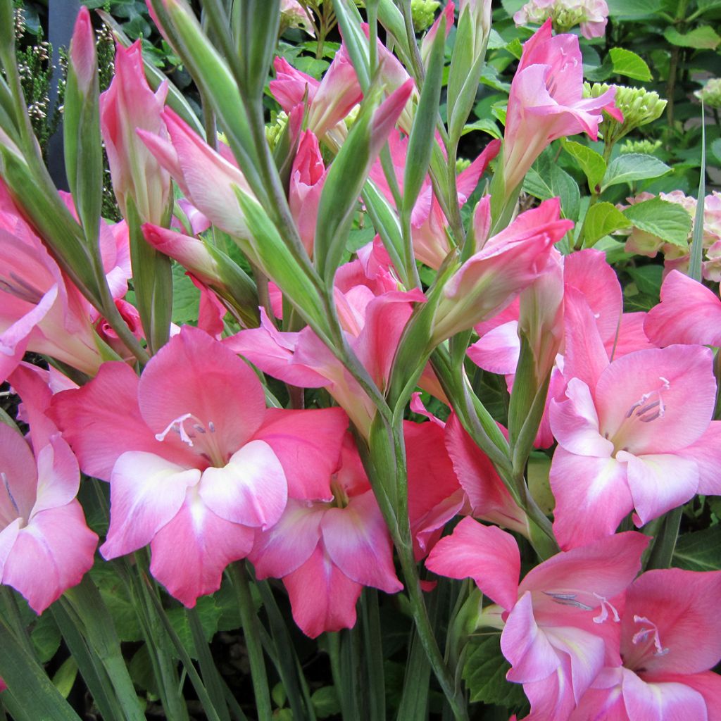 Gladiolus tubergenii Charming Beauty