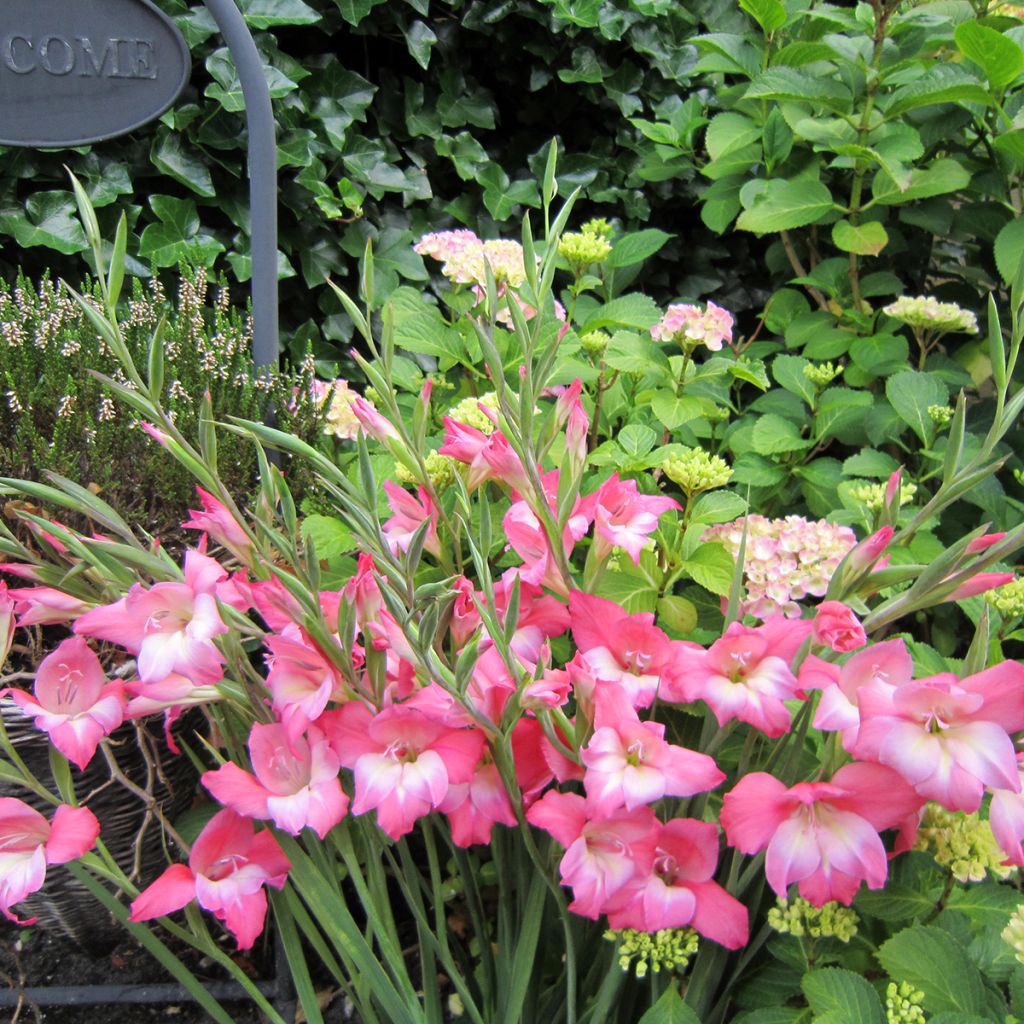 Gladiolus tubergenii Charming Beauty