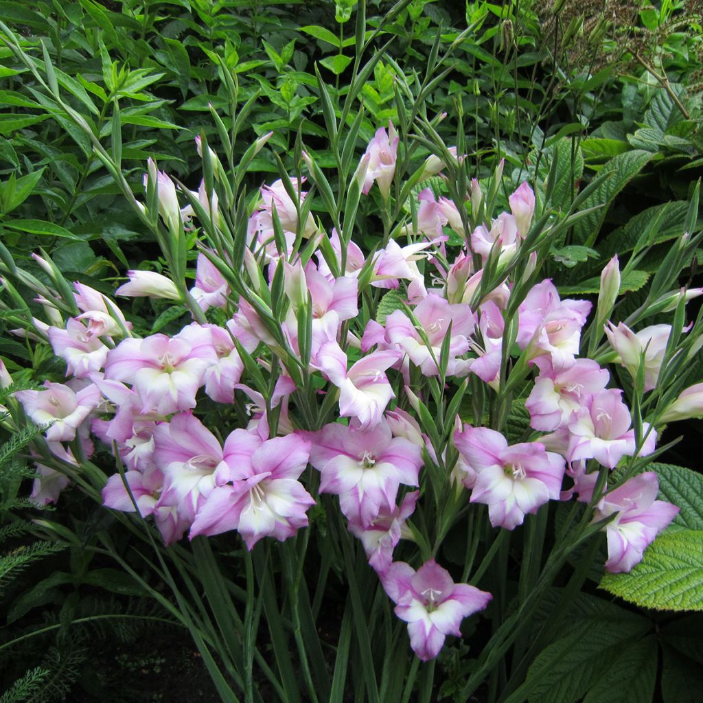 Gladiolus tubergenii Charming Henry