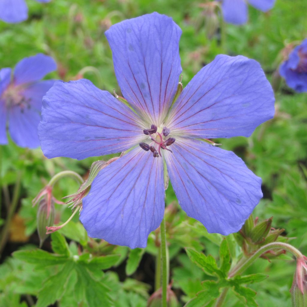 Géranium vivace himalayense - Géranium vivace de l'Himalaya