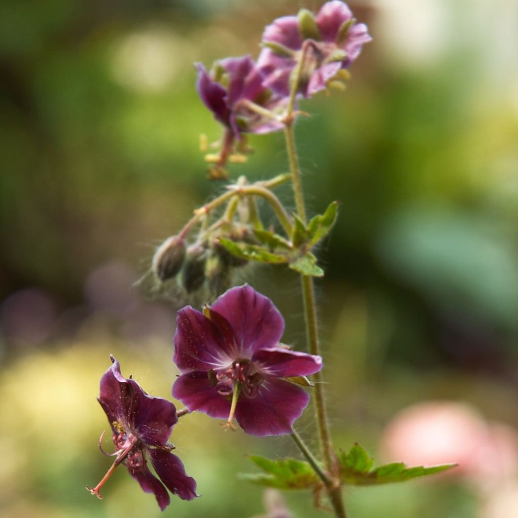 Géranium vivace phaeum Samobor - Géranium vivace livide