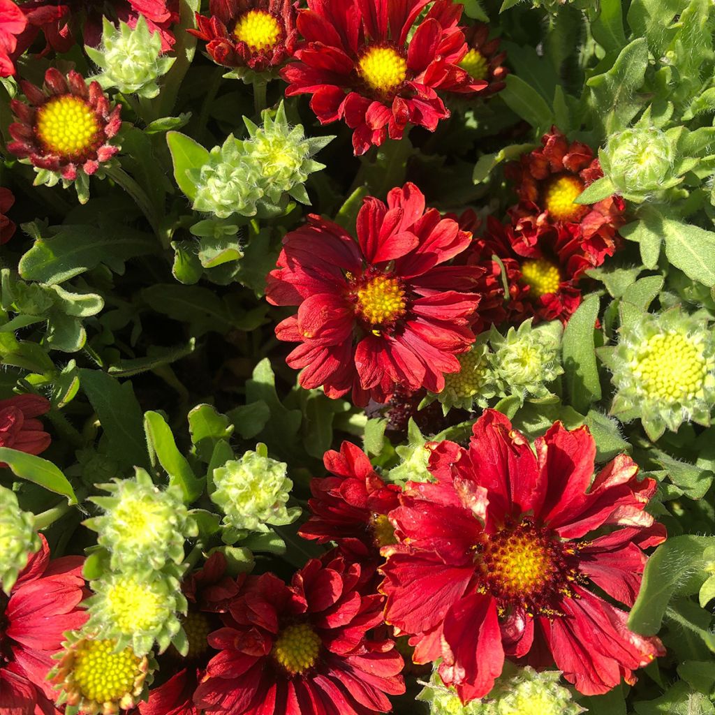 Gaillardia grandiflora Arizona Red Shades
