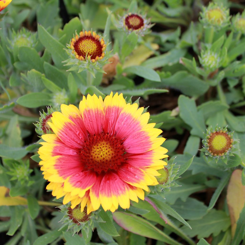 Gaillardia Arizona Sun